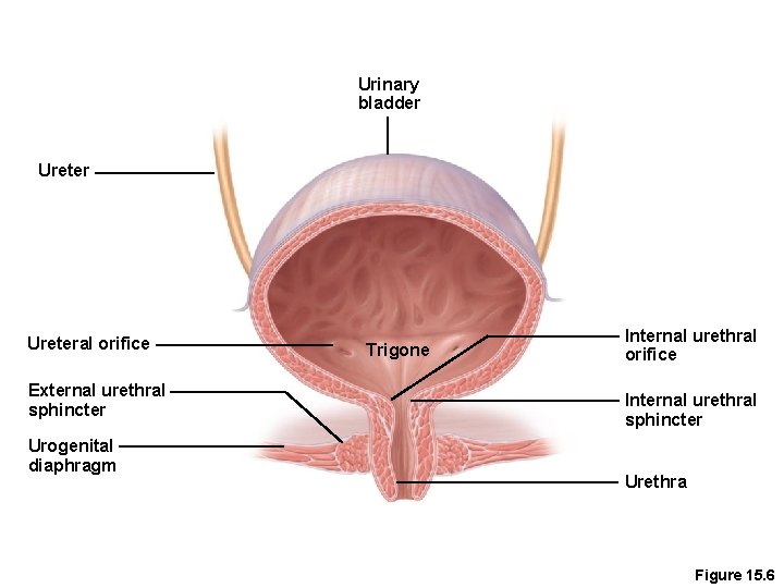 Urinary bladder Ureteral orifice External urethral sphincter Urogenital diaphragm Trigone Internal urethral orifice Internal