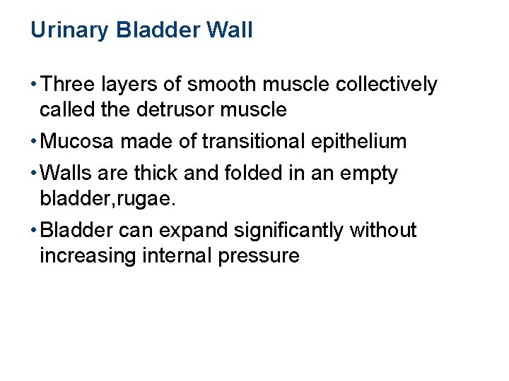 Urinary Bladder Wall • Three layers of smooth muscle collectively called the detrusor muscle