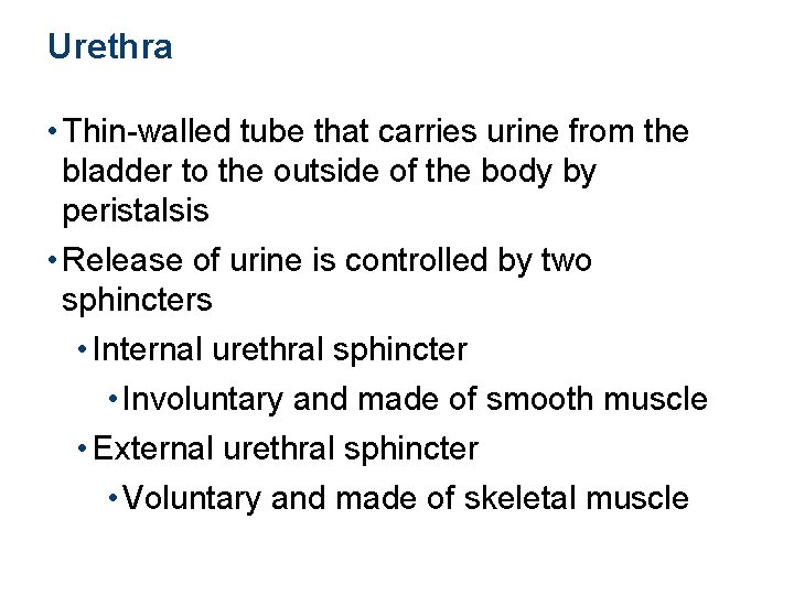 Urethra • Thin-walled tube that carries urine from the bladder to the outside of