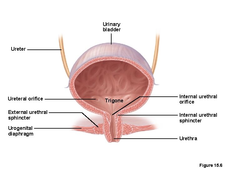 Urinary bladder Ureteral orifice External urethral sphincter Urogenital diaphragm Trigone Internal urethral orifice Internal
