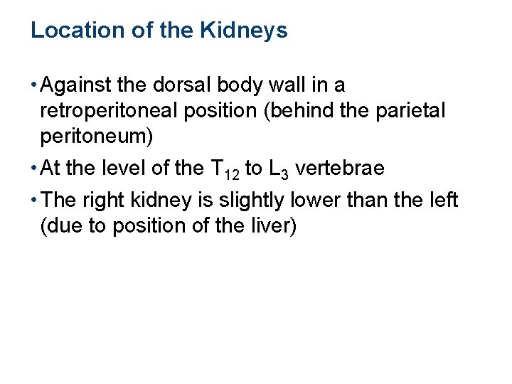 Location of the Kidneys • Against the dorsal body wall in a retroperitoneal position