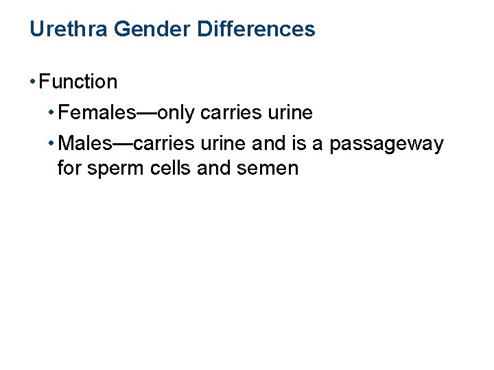 Urethra Gender Differences • Function • Females—only carries urine • Males—carries urine and is