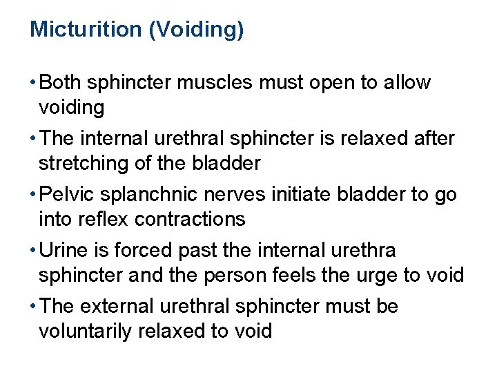 Micturition (Voiding) • Both sphincter muscles must open to allow voiding • The internal