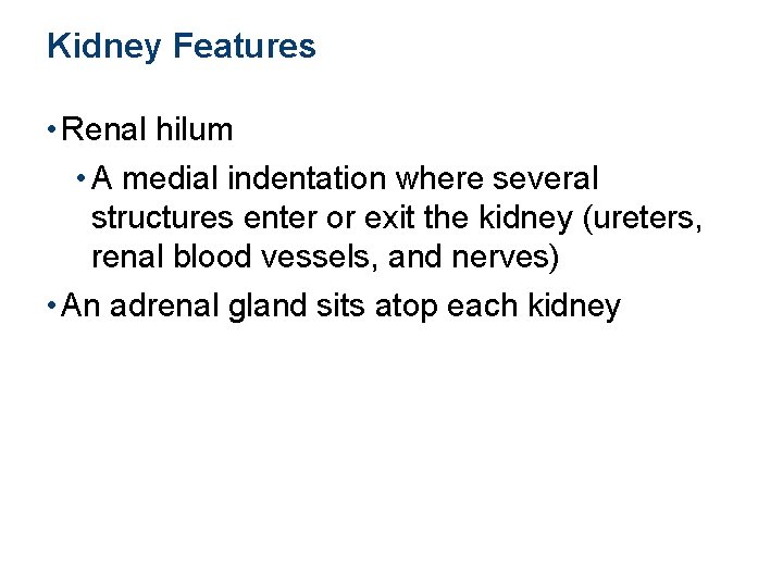 Kidney Features • Renal hilum • A medial indentation where several structures enter or