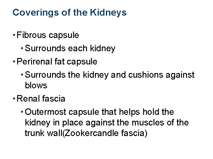 Coverings of the Kidneys • Fibrous capsule • Surrounds each kidney • Perirenal fat