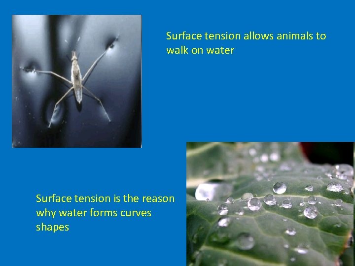 Surface tension allows animals to walk on water Surface tension is the reason why