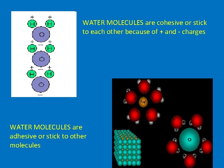 WATER MOLECULES are cohesive or stick to each other because of + and -