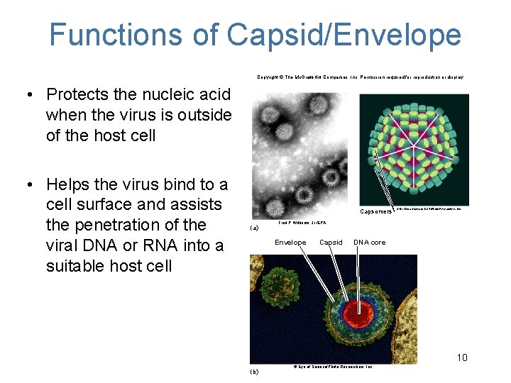 Functions of Capsid/Envelope Copyright © The Mc. Graw-Hill Companies, Inc. Permission required for reproduction