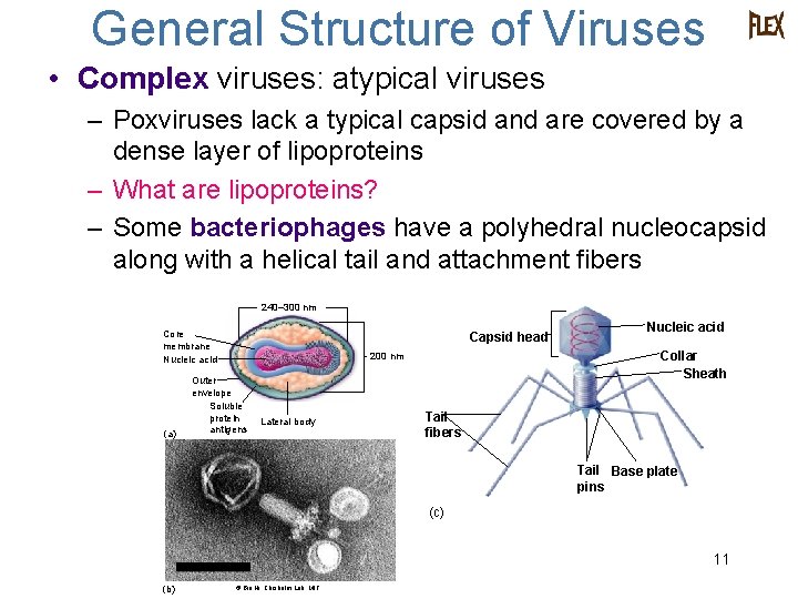 General Structure of Viruses • Complex viruses: atypical viruses – Poxviruses lack a typical
