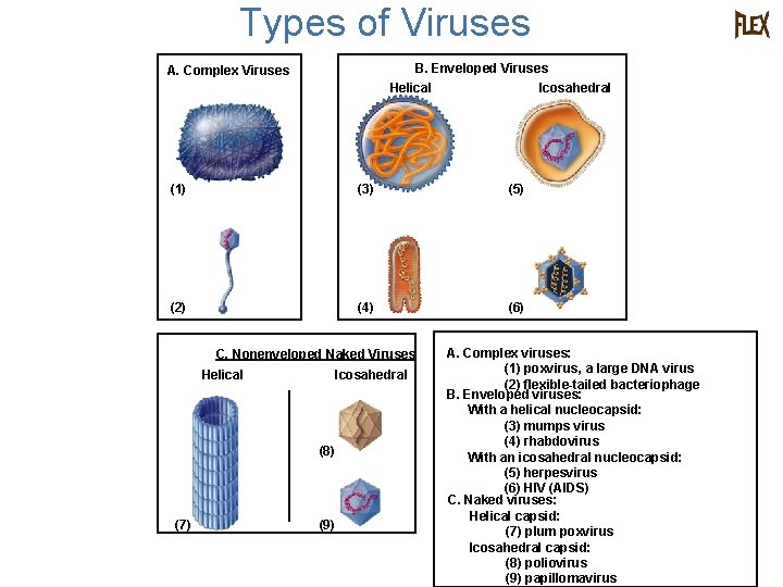 Types of Viruses B. Enveloped Viruses A. Complex Viruses Helical Icosahedral (1) (3) (5)