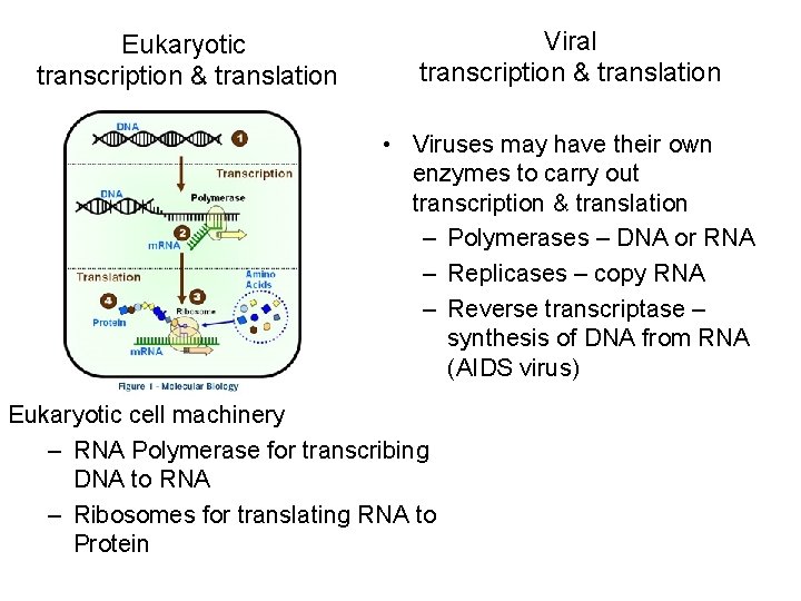 Eukaryotic transcription & translation Viral transcription & translation • Viruses may have their own