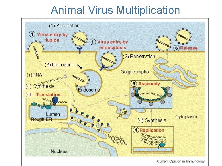 Animal Virus Multiplication (1) Adsorption (2) Penetration (3) Uncoating (4) Synthesis 