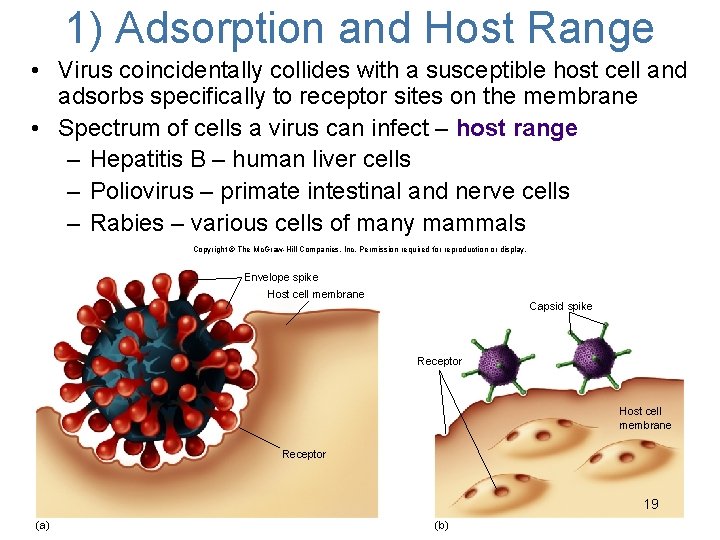 1) Adsorption and Host Range • Virus coincidentally collides with a susceptible host cell
