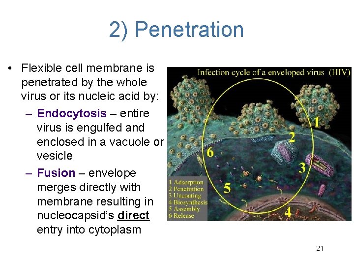 2) Penetration • Flexible cell membrane is penetrated by the whole virus or its