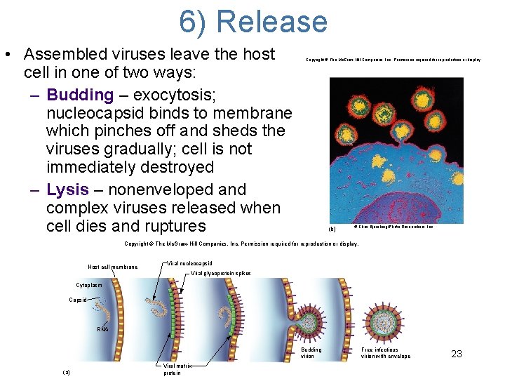 6) Release • Assembled viruses leave the host cell in one of two ways: