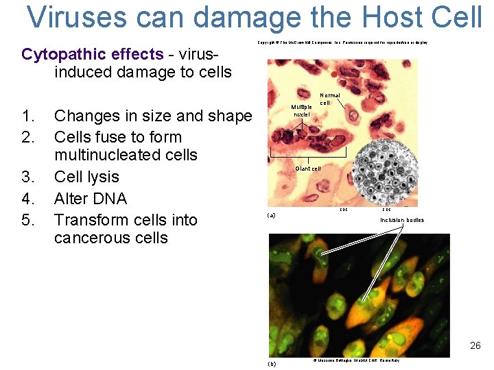 Viruses can damage the Host Cell Copyright © The Mc. Graw-Hill Companies, Inc. Permission