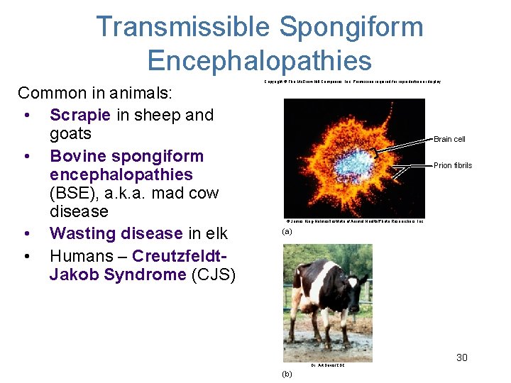 Transmissible Spongiform Encephalopathies Common in animals: • Scrapie in sheep and goats • Bovine