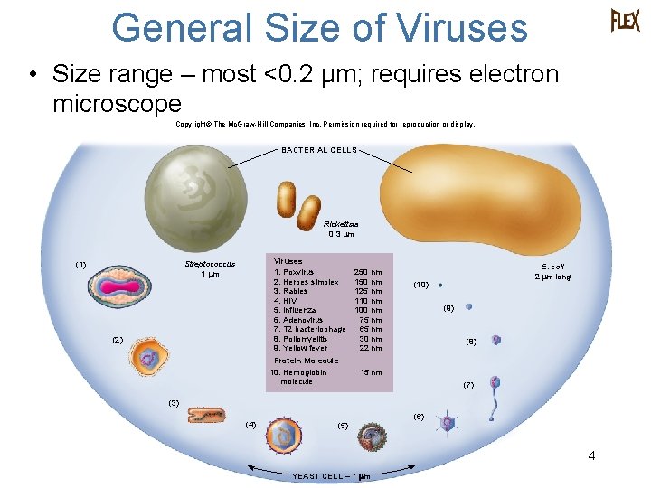 General Size of Viruses • Size range – most <0. 2 μm; requires electron