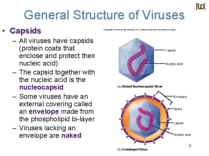 General Structure of Viruses • Capsids – All viruses have capsids (protein coats that