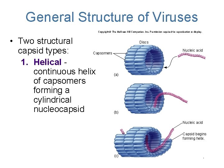 General Structure of Viruses Copyright © The Mc. Graw-Hill Companies, Inc. Permission required for