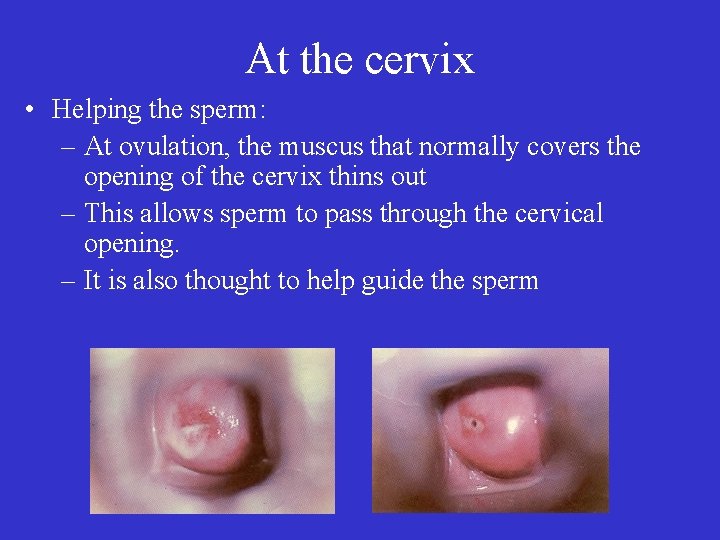 Como funcionan las tiras de ovulacion