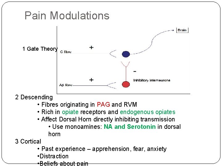 Pain Modulations 1 Gate Theory 2 Descending • Fibres originating in PAG and RVM