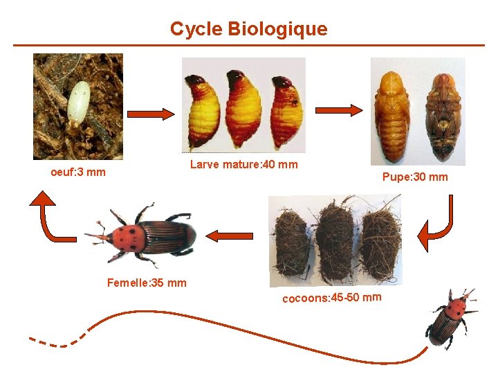 Cycle Biologique Larve mature: 40 mm oeuf: 3 mm Femelle: 35 mm cocoons: 45