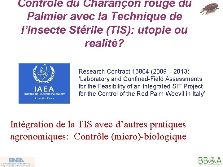 Contrôle du Charançon rouge du Palmier avec la Technique de l’Insecte Stérile (TIS): utopie