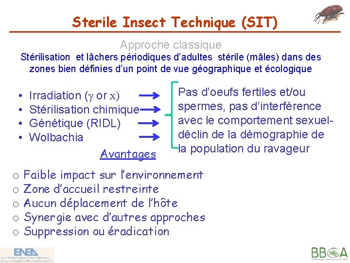 Sterile Insect Technique (SIT) Approche classique Stérilisation et lâchers périodiques d’adultes stérile (mâles) dans