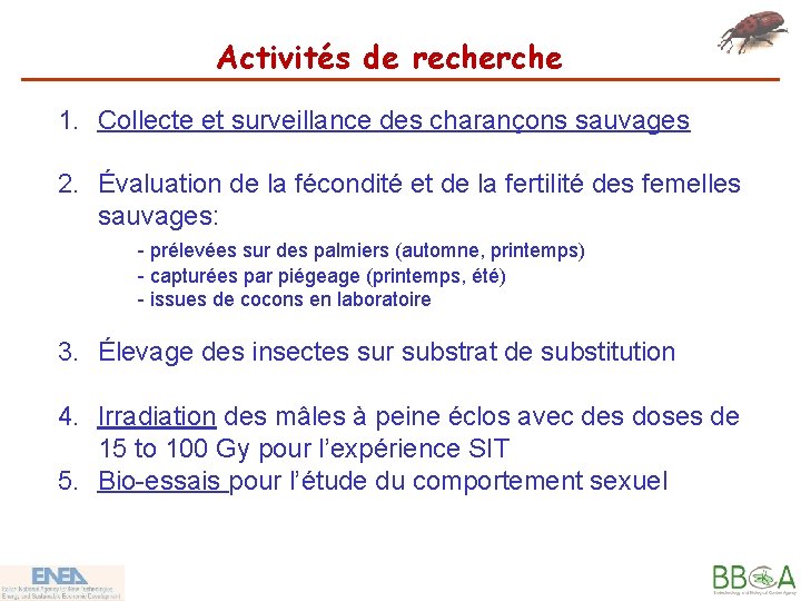 Activités de recherche 1. Collecte et surveillance des charançons sauvages 2. Évaluation de la