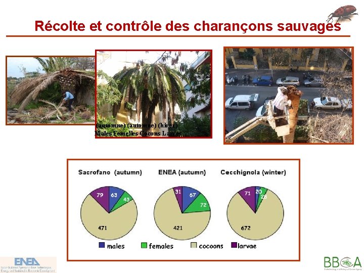 Récolte et contrôle des charançons sauvages (automne) (hiver) Males Femelles Cocons Larves 