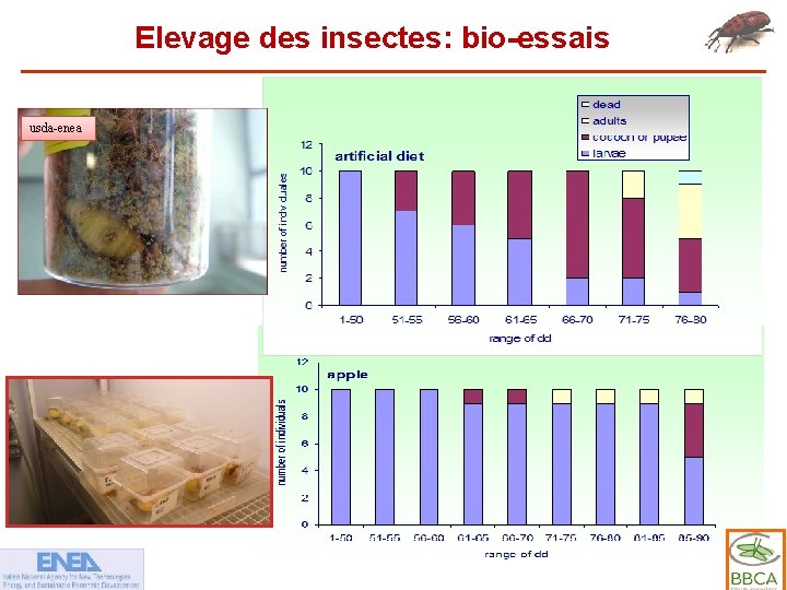 Elevage des insectes: bio-essais usda-enea 