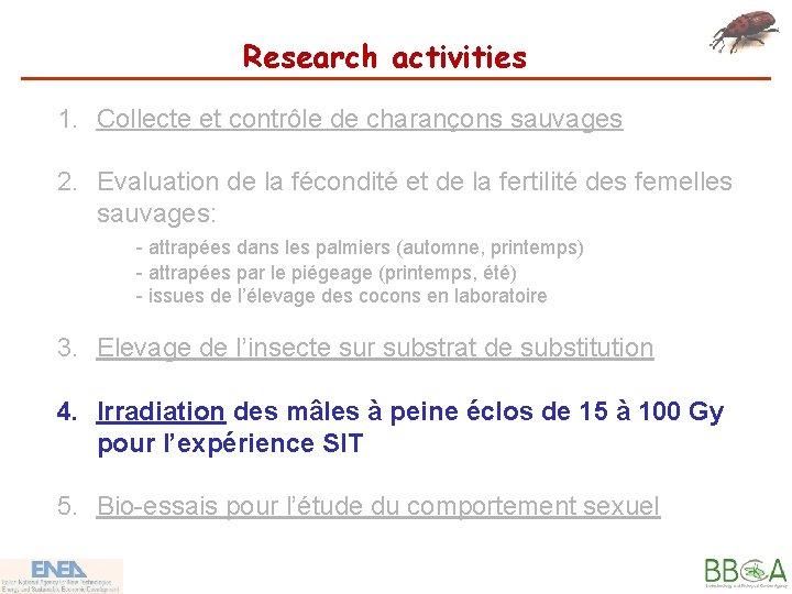 Research activities 1. Collecte et contrôle de charançons sauvages 2. Evaluation de la fécondité