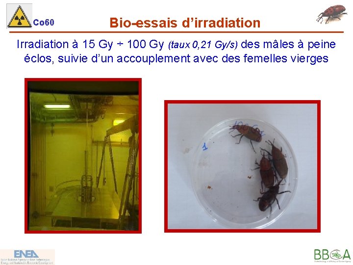 Co 60 Bio-essais d’irradiation Irradiation à 15 Gy ÷ 100 Gy (taux 0, 21