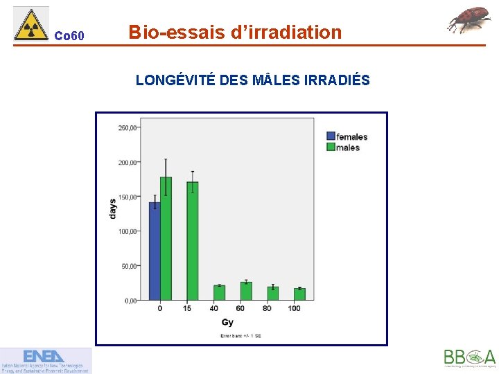 Co 60 Bio-essais d’irradiation LONGÉVITÉ DES M LES IRRADIÉS 