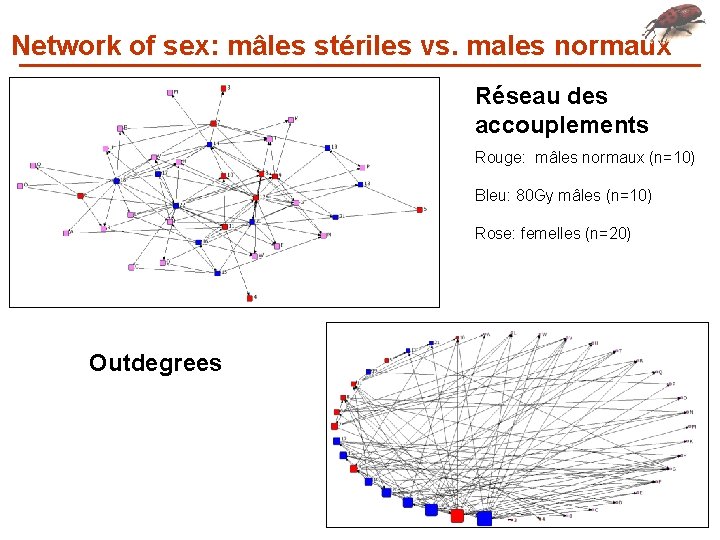 Network of sex: mâles stériles vs. males normaux Réseau des accouplements Rouge: mâles normaux