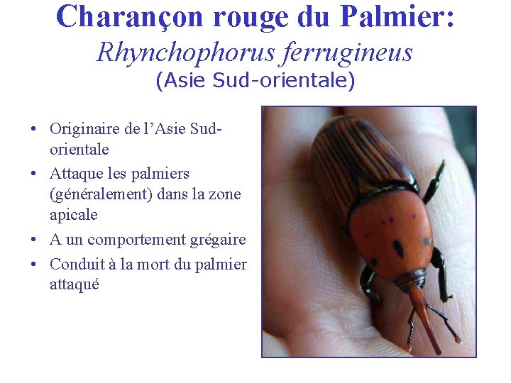 Charançon rouge du Palmier: Rhynchophorus ferrugineus (Asie Sud-orientale) • Originaire de l’Asie Sudorientale •