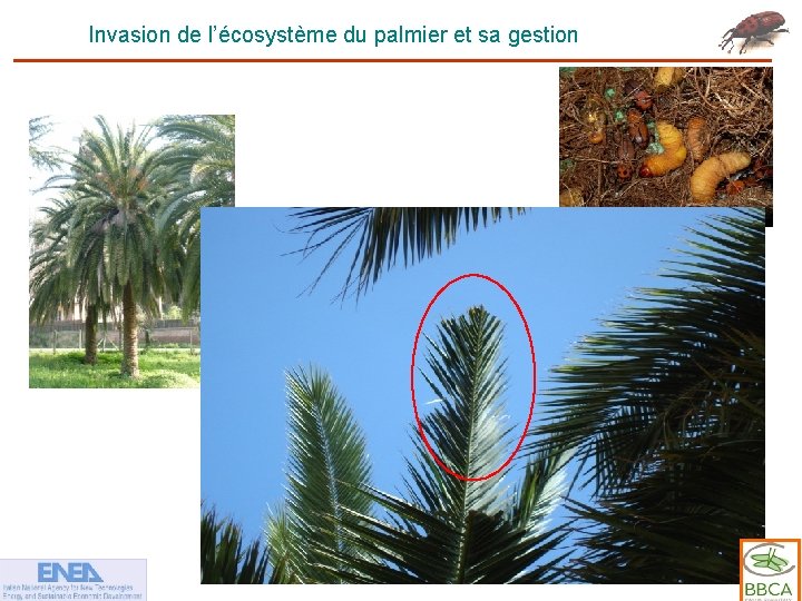 Invasion de l’écosystème du palmier et sa gestion 