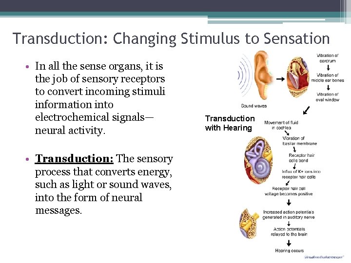 Transduction: Changing Stimulus to Sensation • In all the sense organs, it is the