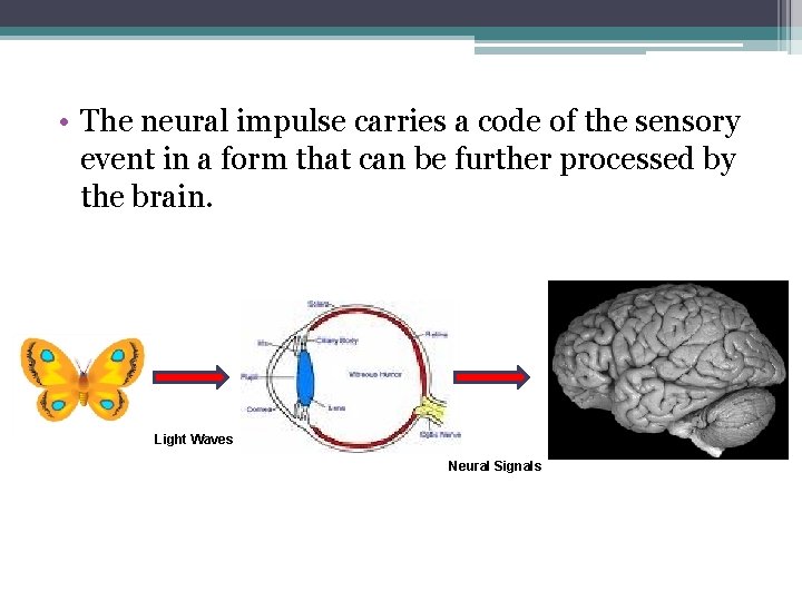 • The neural impulse carries a code of the sensory event in a • The neural impulse carries a code of the sensory event in a
