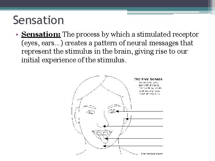 Sensation • Sensation: The process by which a stimulated receptor (eyes, ears…) creates a