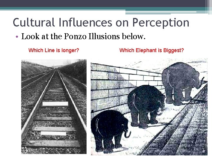 Cultural Influences on Perception • Look at the Ponzo Illusions below. Which Line is