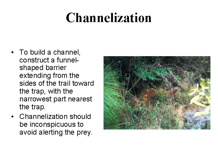 Channelization • To build a channel, construct a funnelshaped barrier extending from the sides