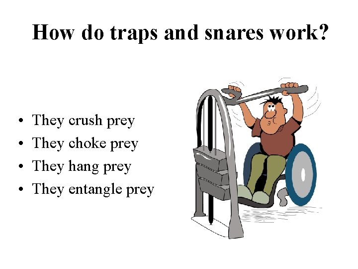 How do traps and snares work? • • They crush prey They choke prey