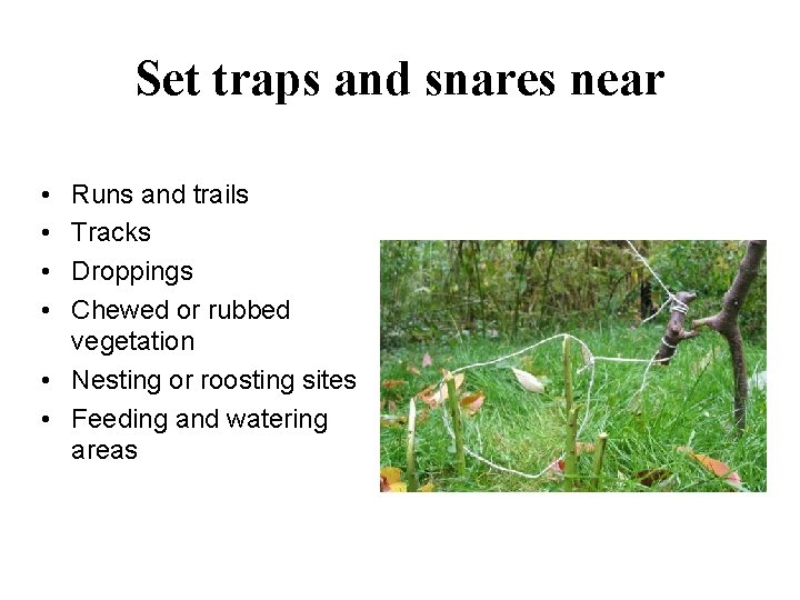 Set traps and snares near • • Runs and trails Tracks Droppings Chewed or