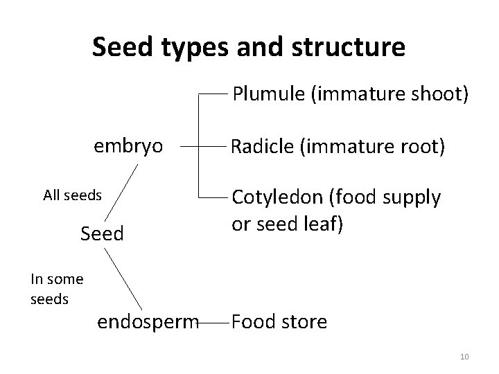 Seed types and structure Plumule (immature shoot) embryo All seeds Seed In some seeds