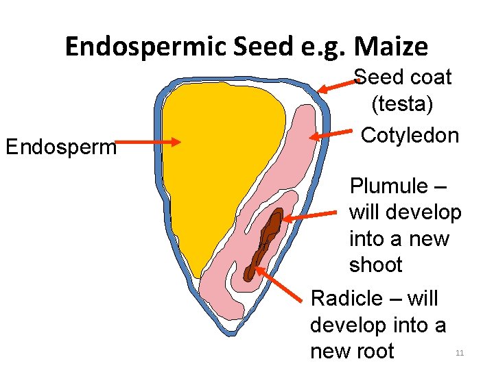 Endospermic Seed e. g. Maize Endosperm Seed coat (testa) Cotyledon Plumule – will develop