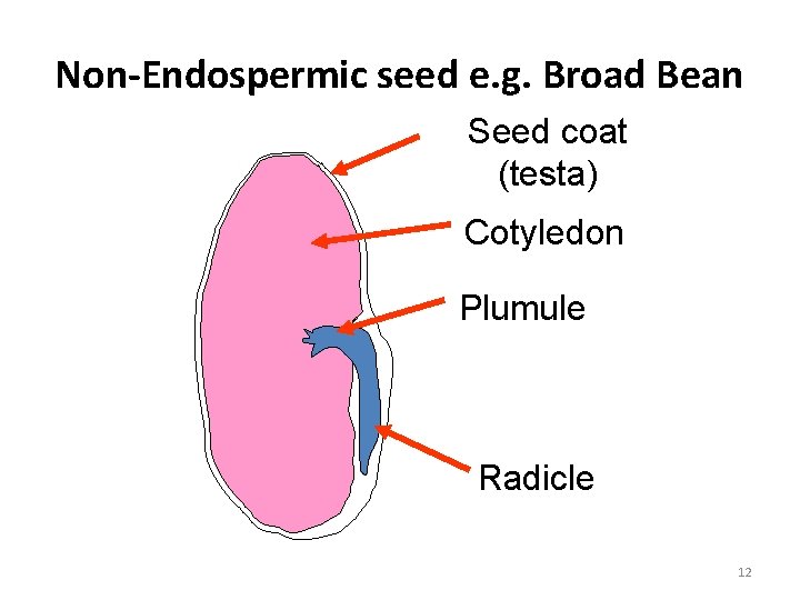 Non-Endospermic seed e. g. Broad Bean Seed coat (testa) Cotyledon Plumule Radicle 12 