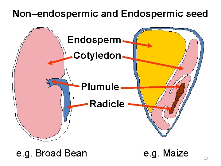 Non–endospermic and Endospermic seed Endosperm Cotyledon Plumule Radicle e. g. Broad Bean e. g.