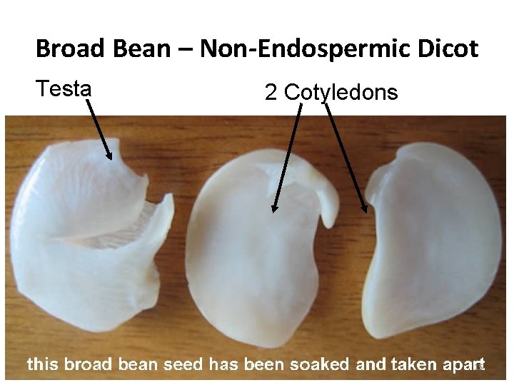 Broad Bean – Non-Endospermic Dicot Testa 2 Cotyledons 15 